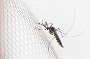 4 mẹo giúp đuổi muỗi trong những ngày mưa