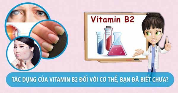 Vitamin B2 có tác dụng gì với cơ thể?