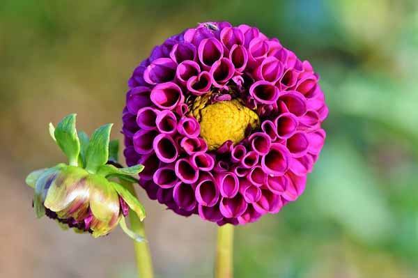 5 ý nghĩa của các màu hoa thược dược