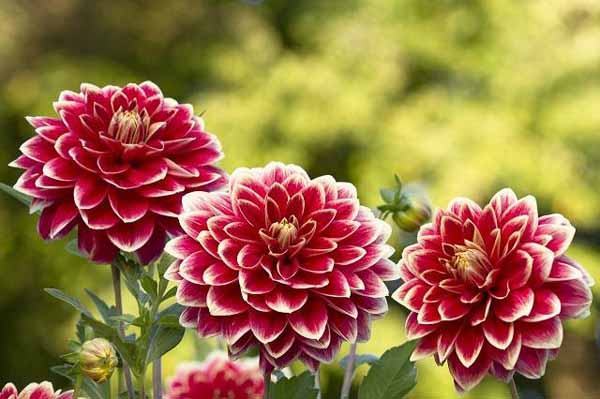 5 ý nghĩa của các màu hoa thược dược - Chọn giá đúng