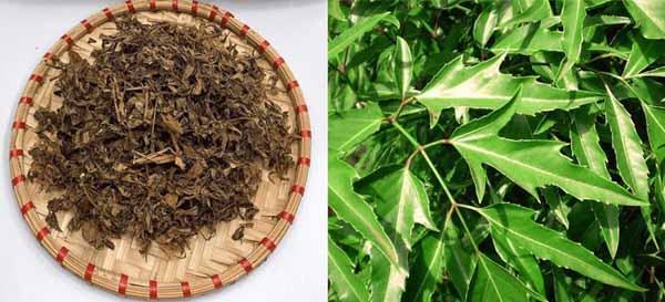 9 tác dụng của lá đinh lăng đối với sức khỏe