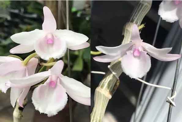 Lan đột biến là như thế nào Tại sao lan đột biến lại đắt