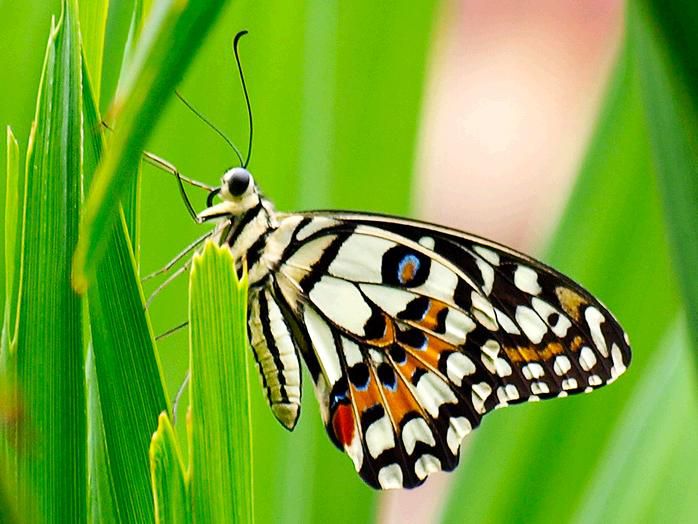 Một số thông tin về loài bướm